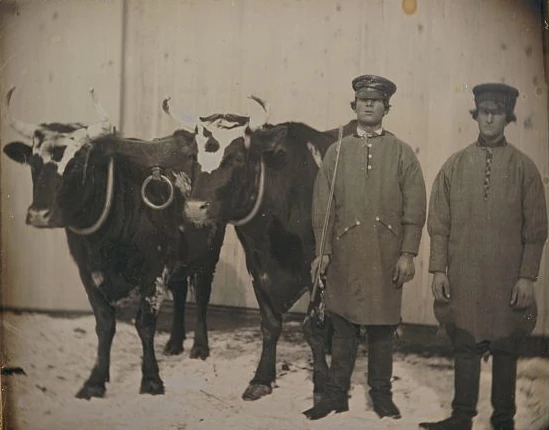 two oxen standing next to two men with hats